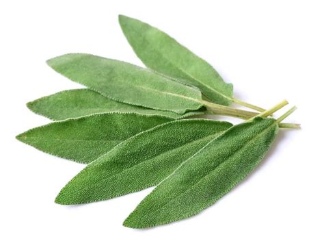 SAGE का हिन्दी अनुवाद .